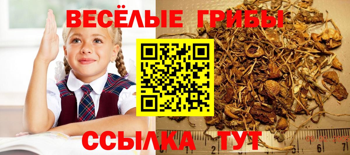 Псилоцибиновые грибы мицелий  где купить   Нурлат  Вход с VPN  Псилоцибиновые грибы прущие грибы 